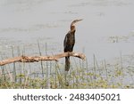 African Darter (Anhinga rufa) also called snakebird standing on the branch in Chitwan National Park in Nepal