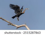 African Darter (Anhinga rufa) in flight. Murchison Falls National Park, Uganda, Africa.                                