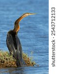 African darter (Anhinga rufa) in natural habitat, Chobe National Park, Botswana
