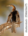 African darter (Anhinga rufa) perched on a branch in natural habitat, Chobe National Park, Botswana
