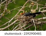 African Darter - Anhinga rufa also snakebird, water bird of sub-Saharan Africa and Iraq, sitting on the nest above the water, hunting fish in the water, long beak, neck and tail.