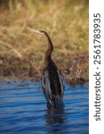 African Darter - Anhinga rufa also snakebird, water bird of sub-Saharan Africa and Iraq, sitting on the branch above the water, flying, long beak, neck and tail.