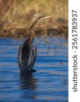 African Darter - Anhinga rufa also snakebird, water bird of sub-Saharan Africa and Iraq, sitting on the branch above the water, flying, long beak, neck and tail.