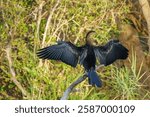 African darter, or Anhinga rufa, or Snakebird in Kruger National Park, South Africa