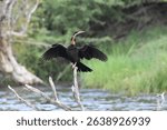 The African darter (Anhinga rufa), sometimes called the snakebird, is a water bird of sub-Saharan Africa and Iraq. African darter. in Botswana.