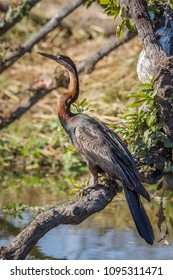 African Darter In Kruger National Park, South Africa ; Specie Anhinga Rufa Family Of Anhingidae