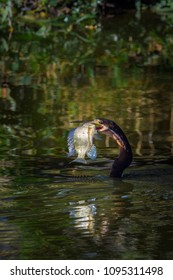 African Darter In Kruger National Park, South Africa ; Specie Anhinga Rufa Family Of Anhingidae