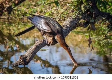 African Darter In Kruger National Park, South Africa ; Specie Anhinga Rufa Family Of Anhingidae