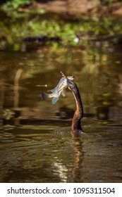 African Darter In Kruger National Park, South Africa ; Specie Anhinga Rufa Family Of Anhingidae