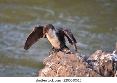 African Darter At Okavango River Botswana