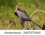 African darter, snakebird - Anhinga rufa perched at green background. Photo from Chobe National Park in Botswana.