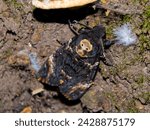 African death s-head hawkmoth, its scientific name is Acherontia atropos