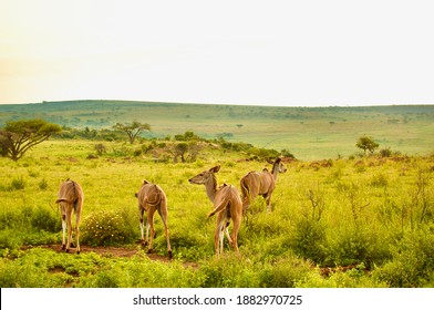 African Deer In A South African Game Reserve