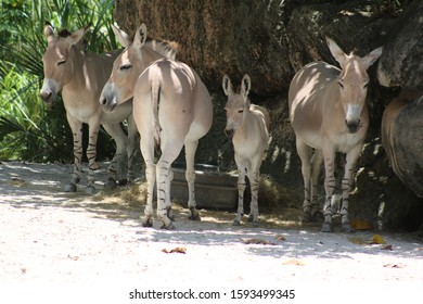 An African Desert Mule Pack In The Trees