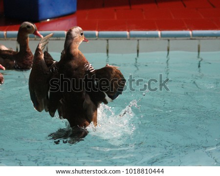 African Duck at Gelanggang Samudera Ancol