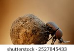 An African Dung Beetle rolling a ball of dung in the Kruger National Park, South Africa.