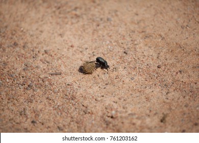 African Dung Beetle Rolling A Dung Ball