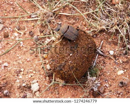 African dung bettle 