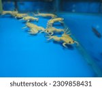 The African dwarf frog, also known as the Hymenochirus boettgeri or simply ADF, is a small aquatic frog species native to the rivers and streams of Central and West Africa. These frogs are popular pet