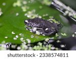 African Dwarf Frog perched on the leaf of an Anubias plant surrounded by duckweed