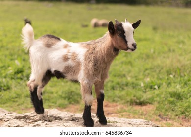 African Dwarf Goat