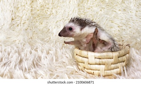 African Dwarf Hedgehog In Basket. White Fur Background. Copy Space.