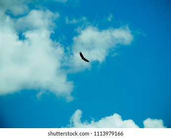 African Eagle Flying On Blue Sky Stock Photo 1113979166 | Shutterstock