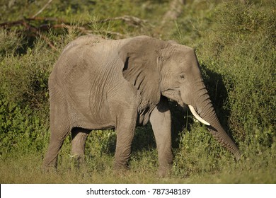 https://image.shutterstock.com/image-photo/african-elepant-walking-bush-260nw-787348189.jpg