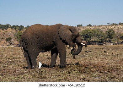 African Elephant - Shutterstock ID 464520512