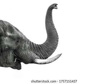 African Elephant abstract truck and tusks