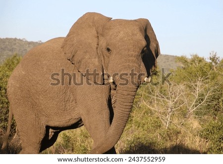 african elephant in addo park 