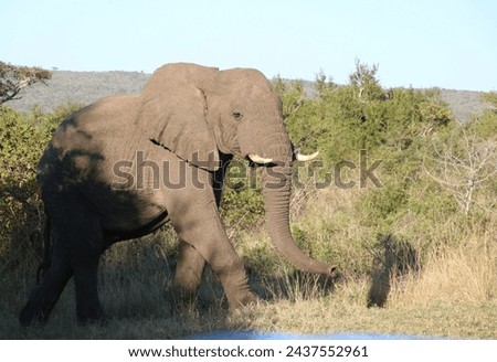 african elephant in addo park 