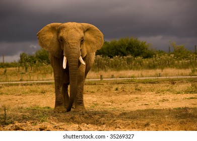 African Elephant against a dark sky - Shutterstock ID 35269327