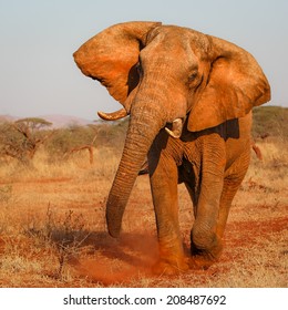 African elephant approaching while angry