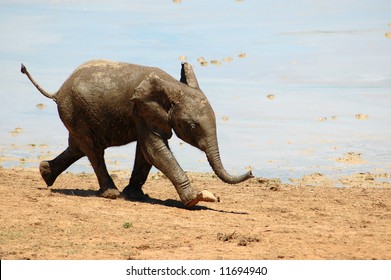 African Elephant Baby Calf Running