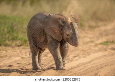 African Elephant Baby Throwing Sand Over Itself