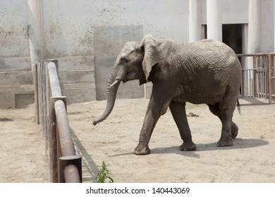 African Elephant At The Beijing Zoo