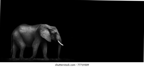 44,975 Black Elephant Stock Photos, Images & Photography | Shutterstock