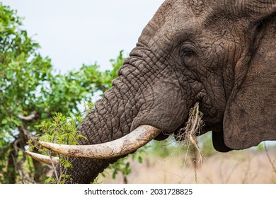 African elephant bull with big tusks eating alongside the road in the Kruger Park, South Africa