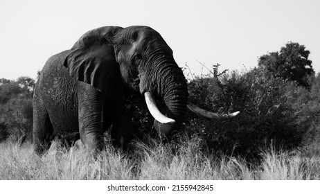 African elephant bull in black and white