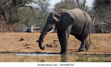 African Elephant Bull Drinking Water