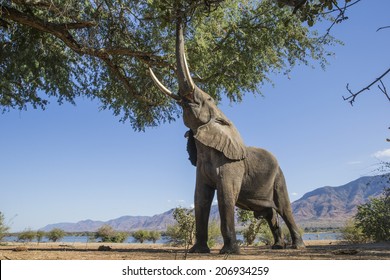 African Elephant Bull Feeding On A Tree