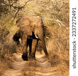 An African elephant bull (loxodonta africana) walking towards us on a dirt road in the Phinda game reserve. African elephants are the largest land mammals or megafauna walking the earth.