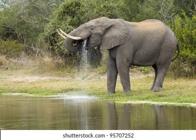 African Elephant Bull (Loxodonta africana) drinking water from a natural pan in South Africa's Kruger National Park