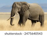 African Elephant Bull in the Ngorongoro Savanna, Tanzania Africa