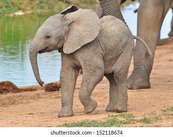 African Elephant  Calf 