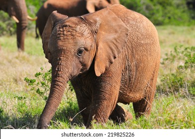 African Elephant Calf