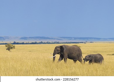 African Elephant With Calf