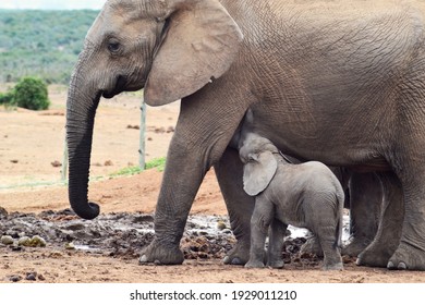 African Elephant Calf Drinking From Mother