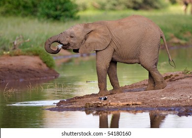 An African elephant calf drinking at a natural waterhole in summer